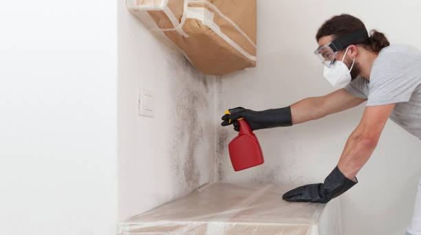 Basement Mold Remediation treatment on basement walls in Fayetteville